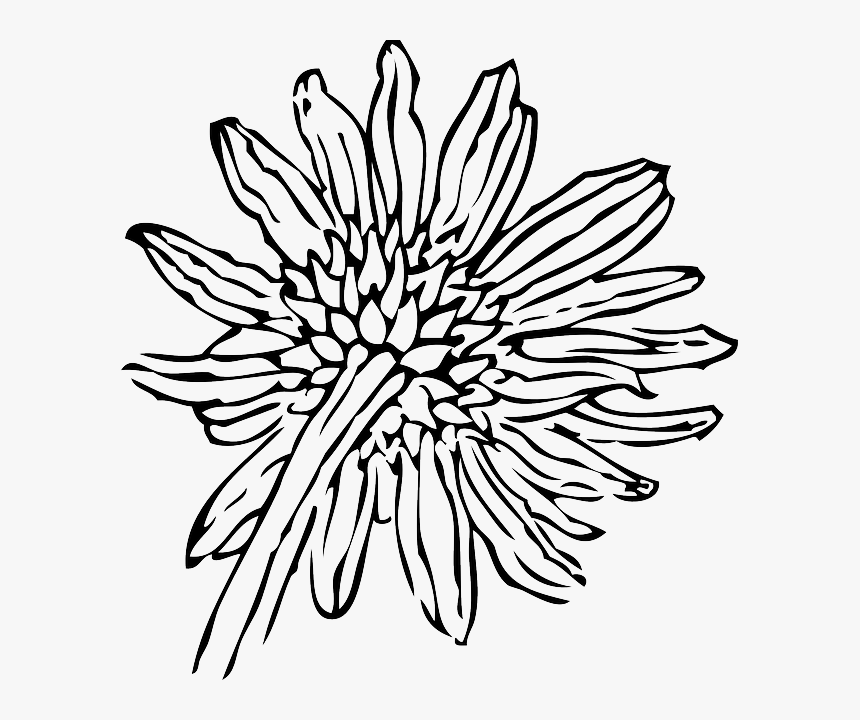 Black, Back, Outline, Drawing, Flower, White, Plant, HD Png Download, Free Download