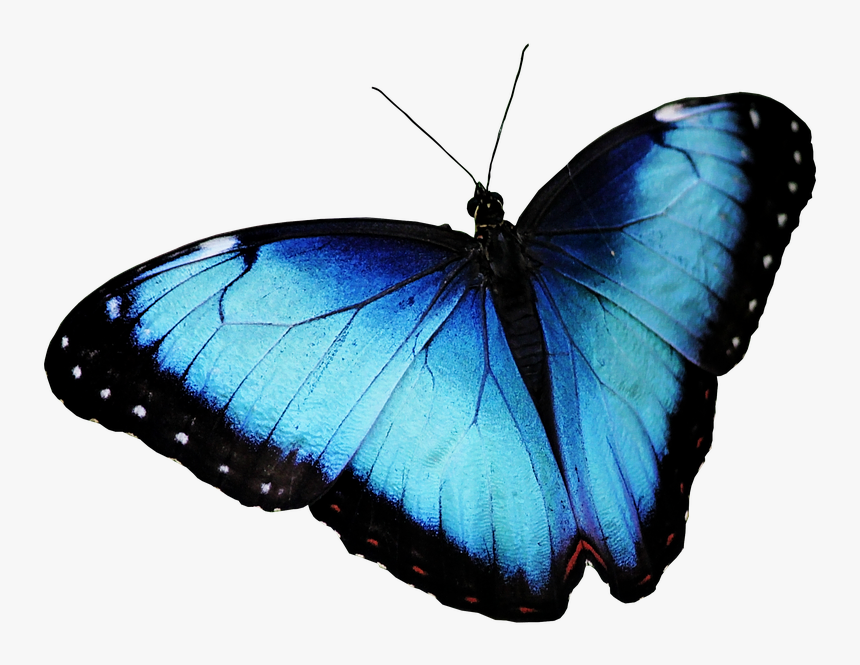 Butterfly, Blue Butterfly, Butterfly Png, Transparent Png, Free Download