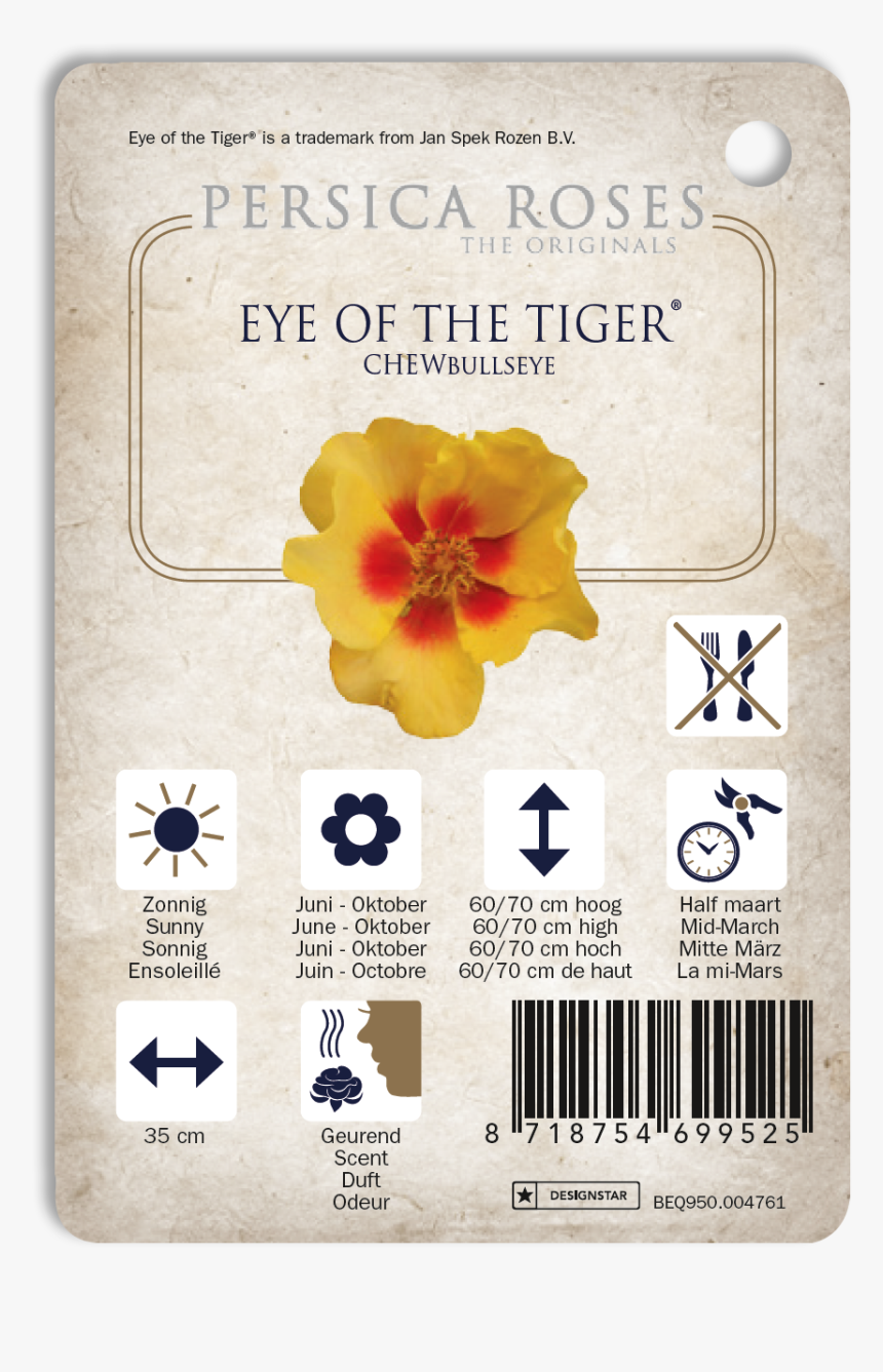 Tiger Eyes Png, Transparent Png, Free Download