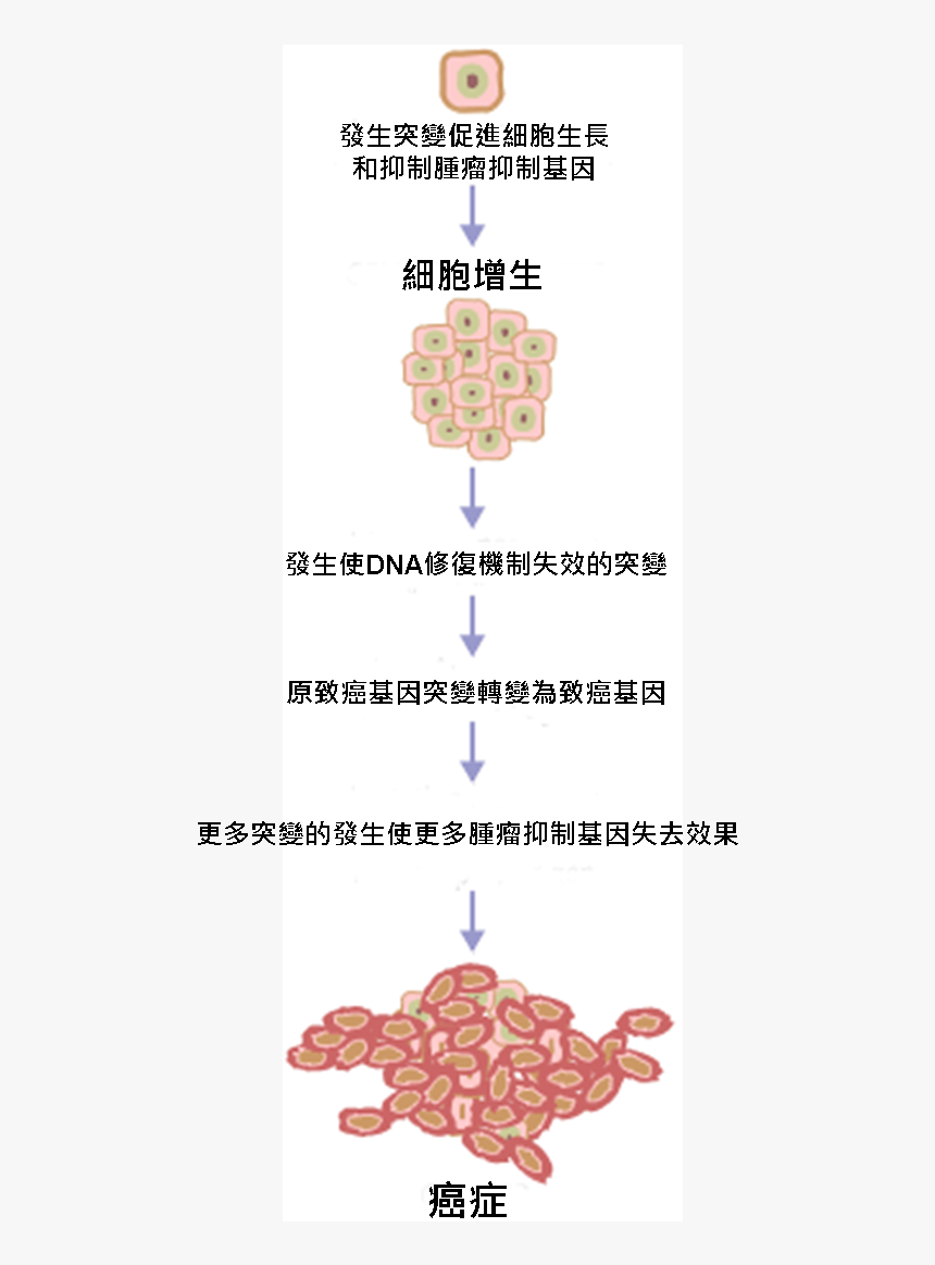 Cancer Requires Multiple Mutations From Nih, HD Png Download, Free Download