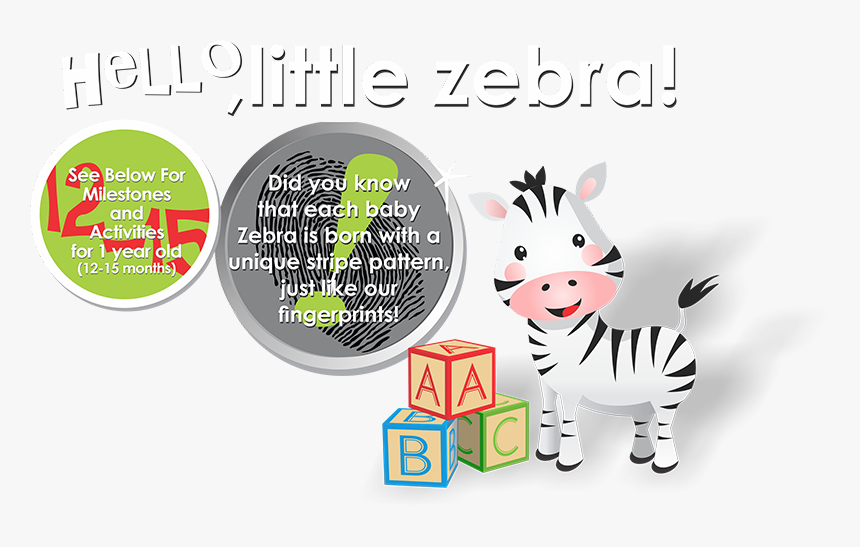 Zebra, HD Png Download, Free Download