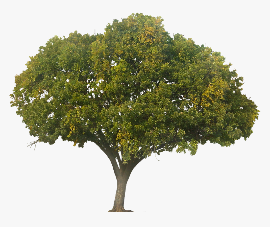 Large Tree Png, Transparent Png, Free Download