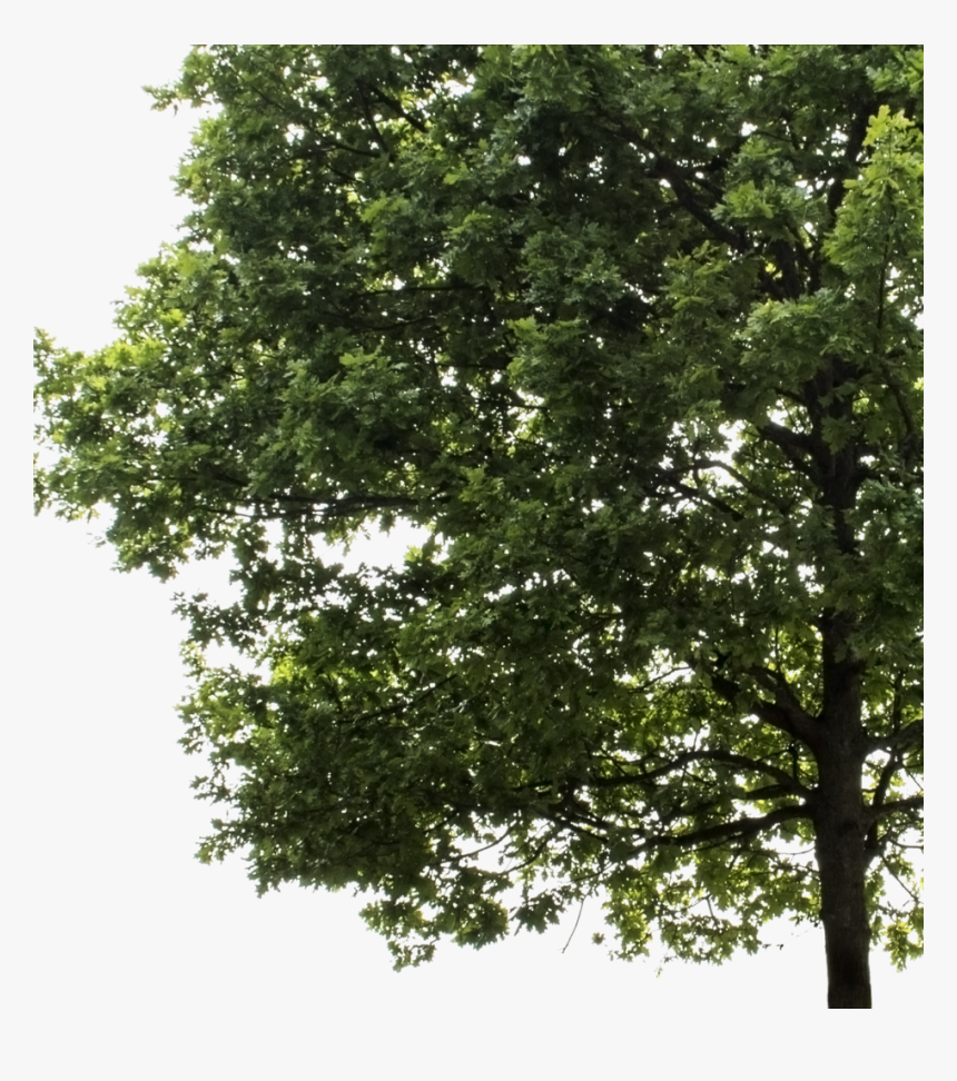 Large Tree Png, Transparent Png, Free Download