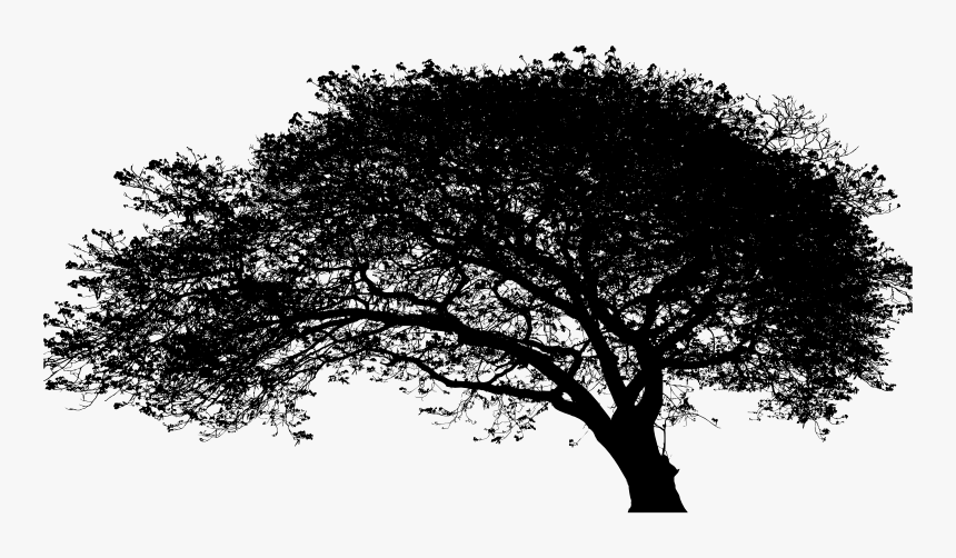 Large Expansive Tree Silhouette, HD Png Download, Free Download