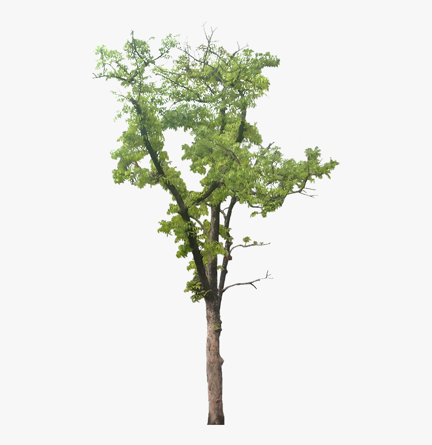 Large Tree Png, Transparent Png, Free Download