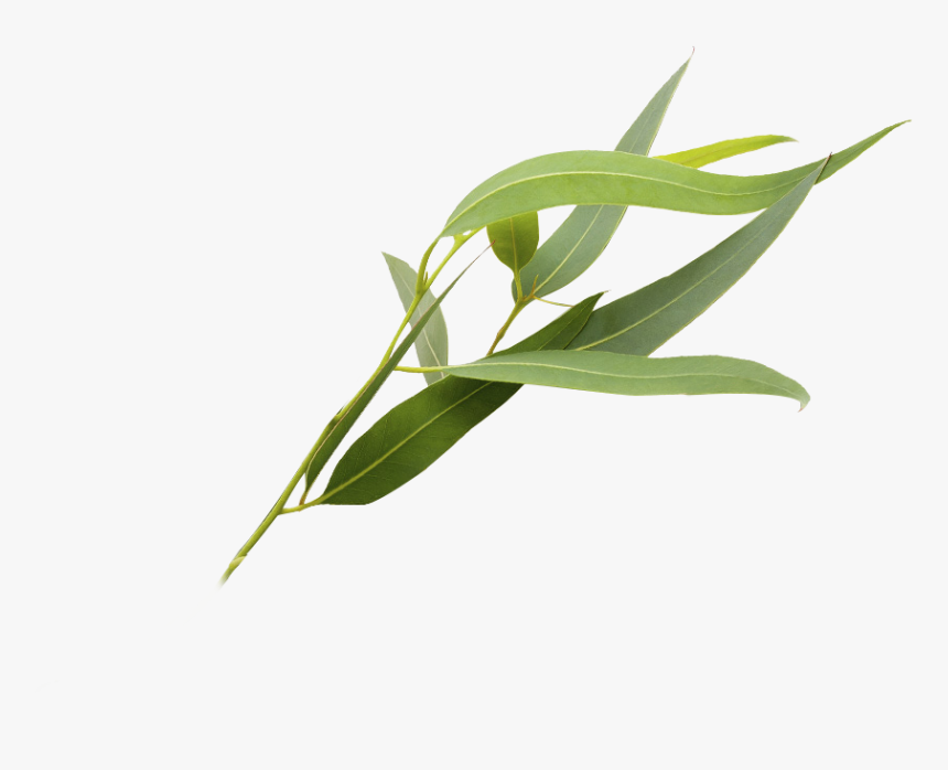 Eucalyptus Polyanthemos Leaf Essential Oil, HD Png Download, Free Download