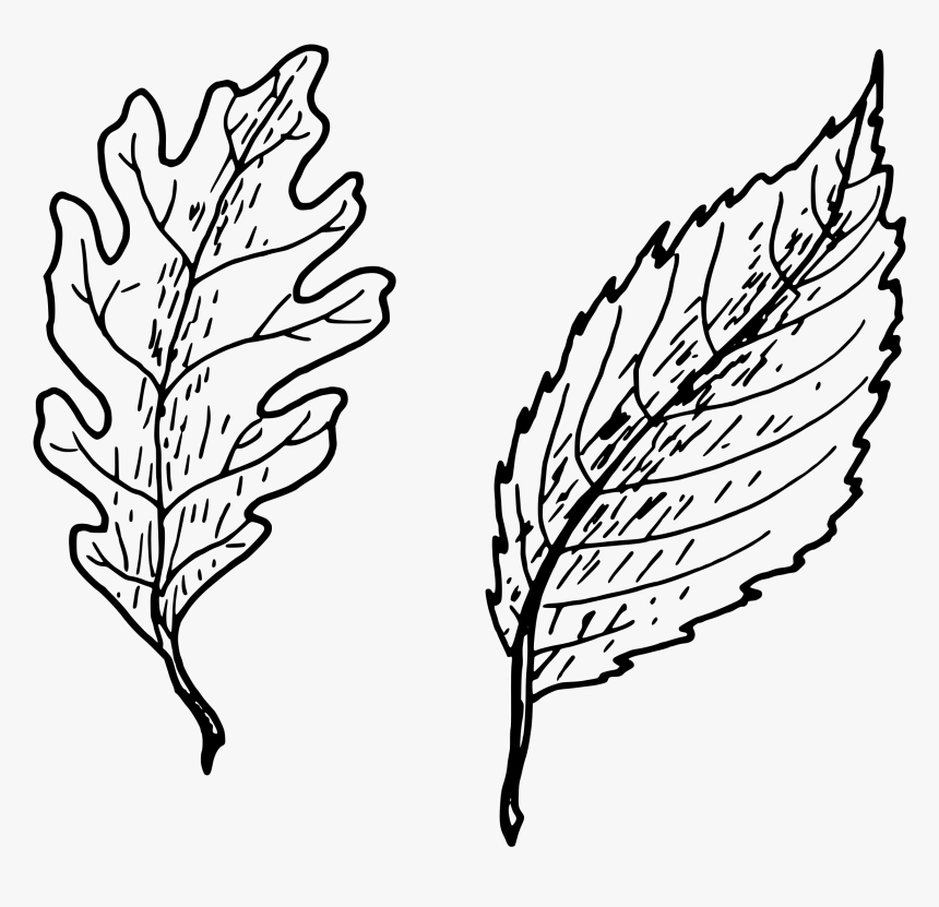 Simple Leaves Clip Arts, HD Png Download, Free Download