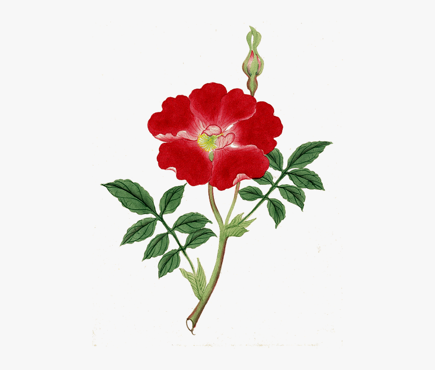 Flower, Art, Design, Vintage, Plant, HD Png Download, Free Download