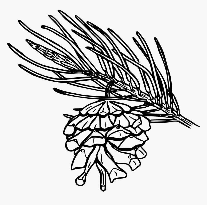 Flower Art Png, Transparent Png, Free Download