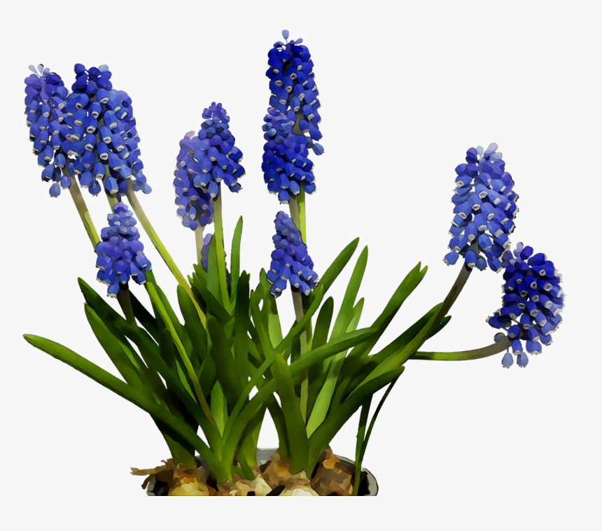 English Lavender Cut Flowers Hyacinth Bluebonnet, HD Png Download, Free Download