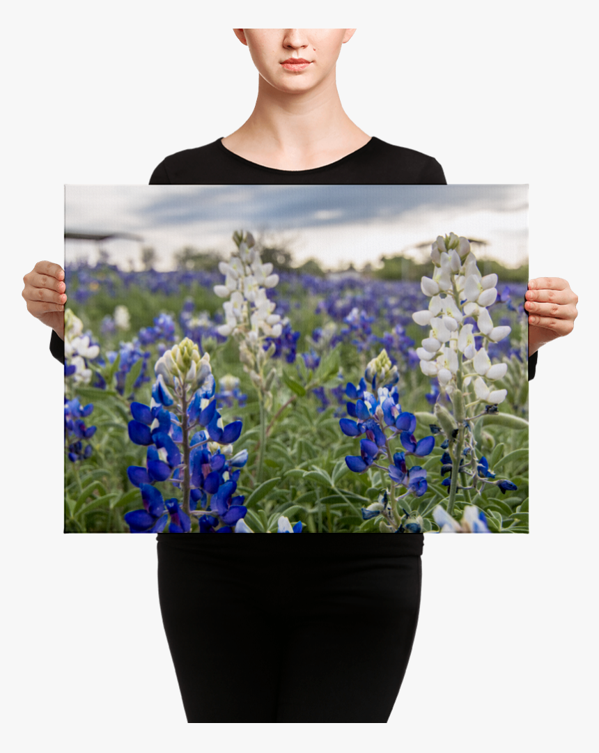 Transparent Bluebonnets Png, Png Download, Free Download