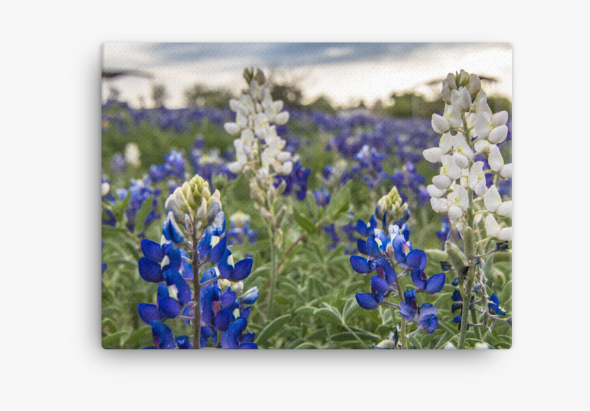 Bluebonnet Png, Transparent Png, Free Download