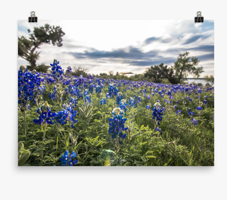 Bluebonnet Png, Transparent Png, Free Download