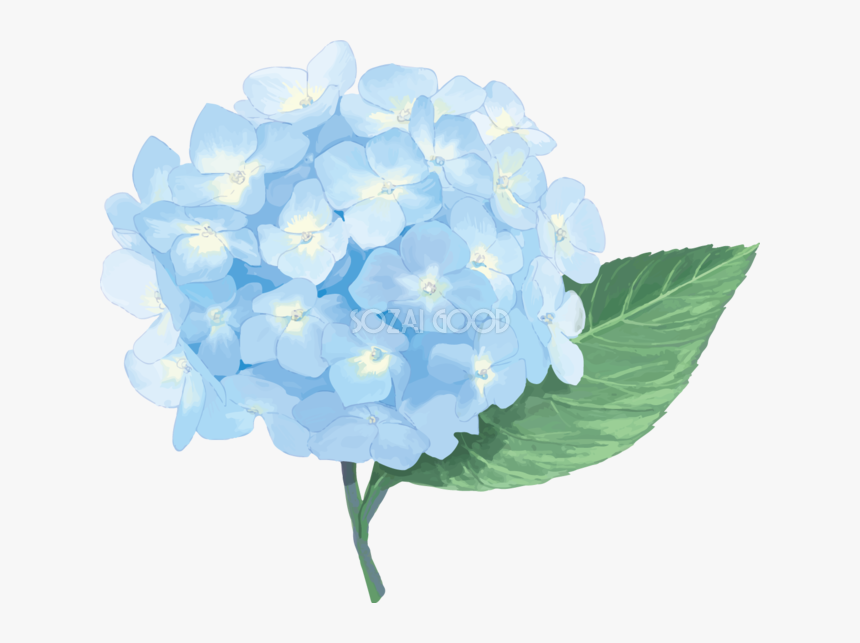 French Hydrangea East Asian Rainy Season Illustrator, HD Png Download, Free Download