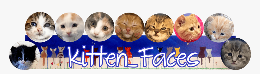 Kitten Faces, HD Png Download, Free Download