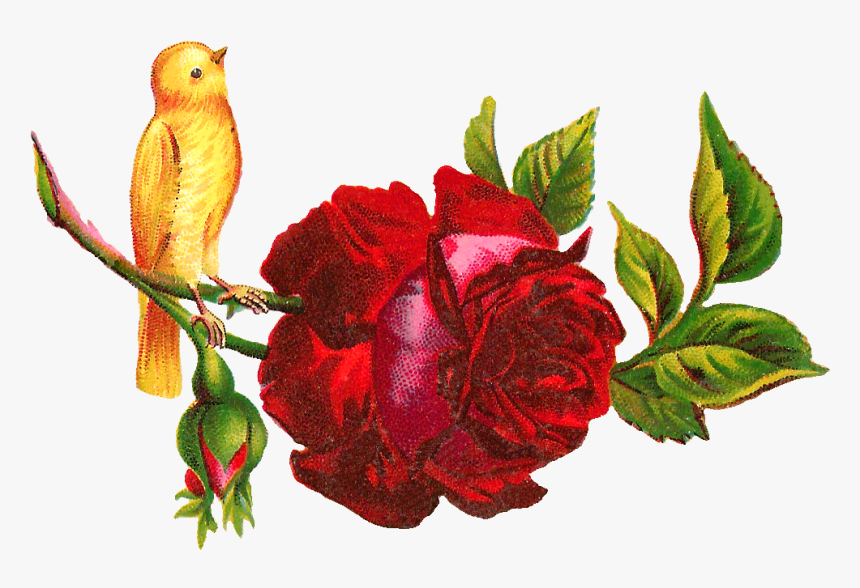 Red Rose Clip Art Yellow Bird, HD Png Download, Free Download