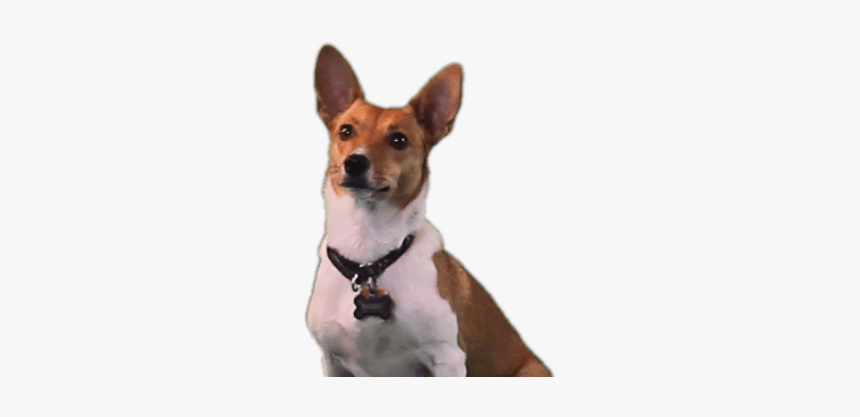 Dog Pooping Png, Transparent Png, Free Download