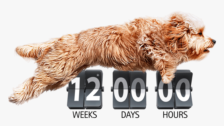 Dog Pooping Png, Transparent Png, Free Download