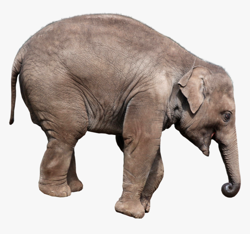 Elephants Png, Transparent Png, Free Download