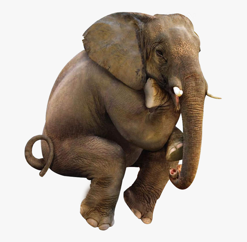 Transparent Elephants Png, Png Download, Free Download