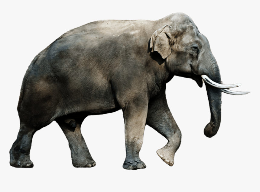 Elephant Png Image, Transparent Png, Free Download