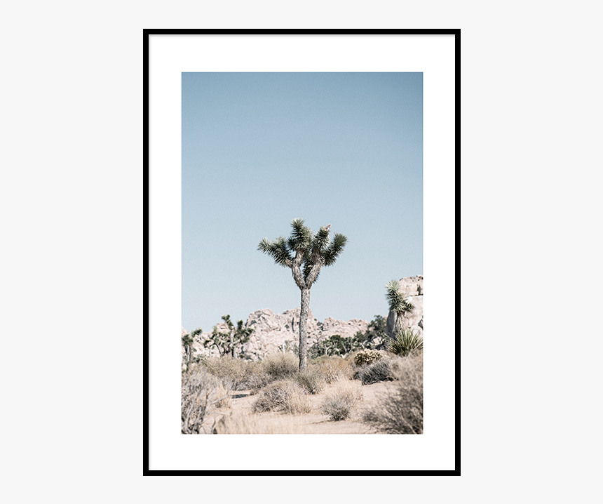 Joshua Tree National Park I Poster, HD Png Download, Free Download