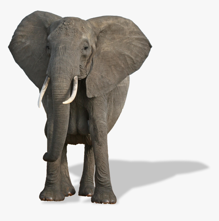 Elephants Png Free Pic, Transparent Png, Free Download