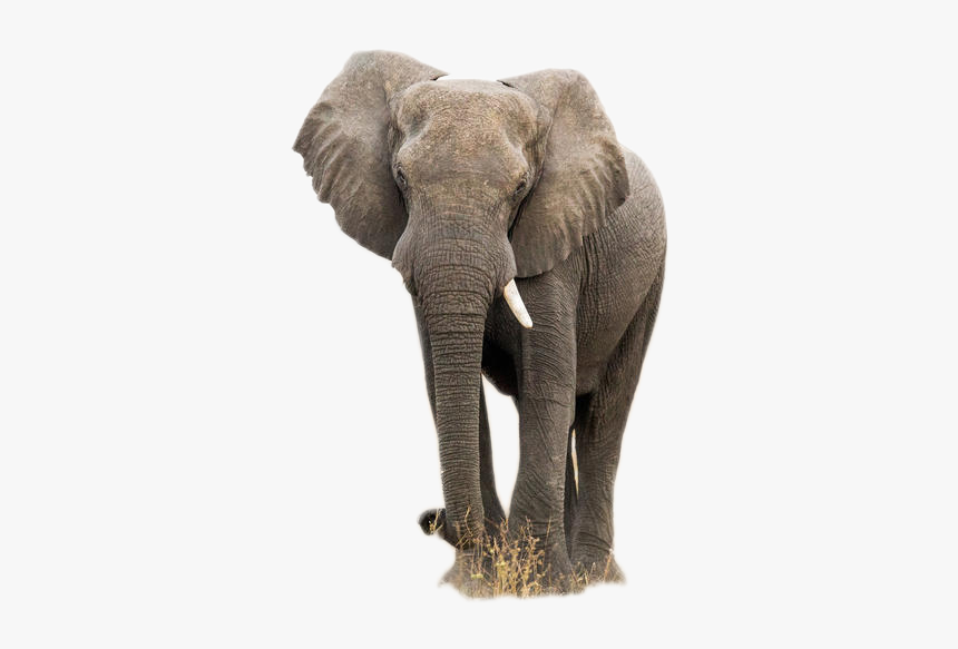 Elephant Png Image, Transparent Png, Free Download