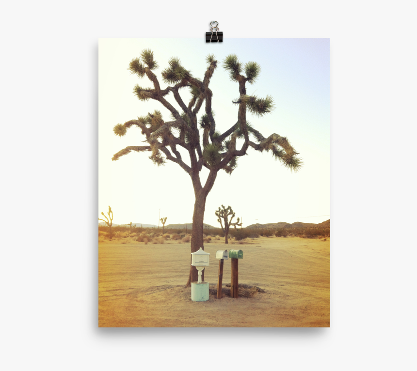 Joshua Tree Png, Transparent Png, Free Download