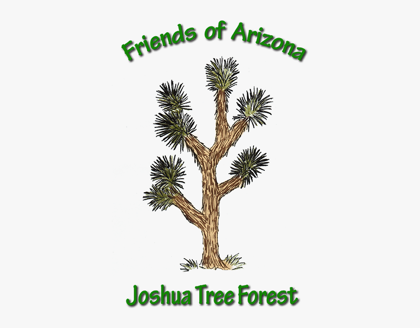 Joshua Tree Png, Transparent Png, Free Download
