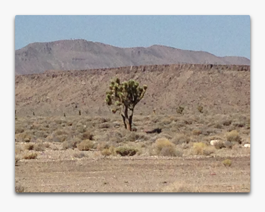 Gc Joshua Tree, HD Png Download, Free Download