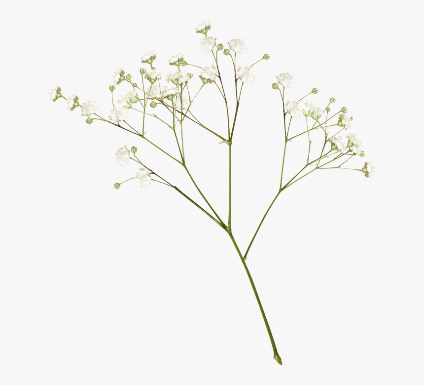 White Flower Aesthetic Png , Png Download, Transparent Png, Free Download