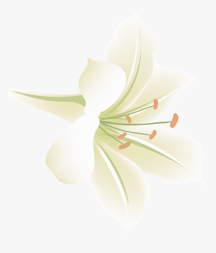 Lilium Flower Aesthetics, HD Png Download, Free Download