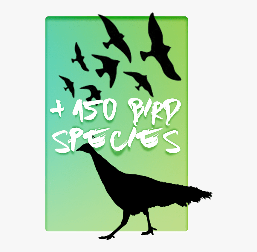 Turkey Silhouette Png, Transparent Png, Free Download