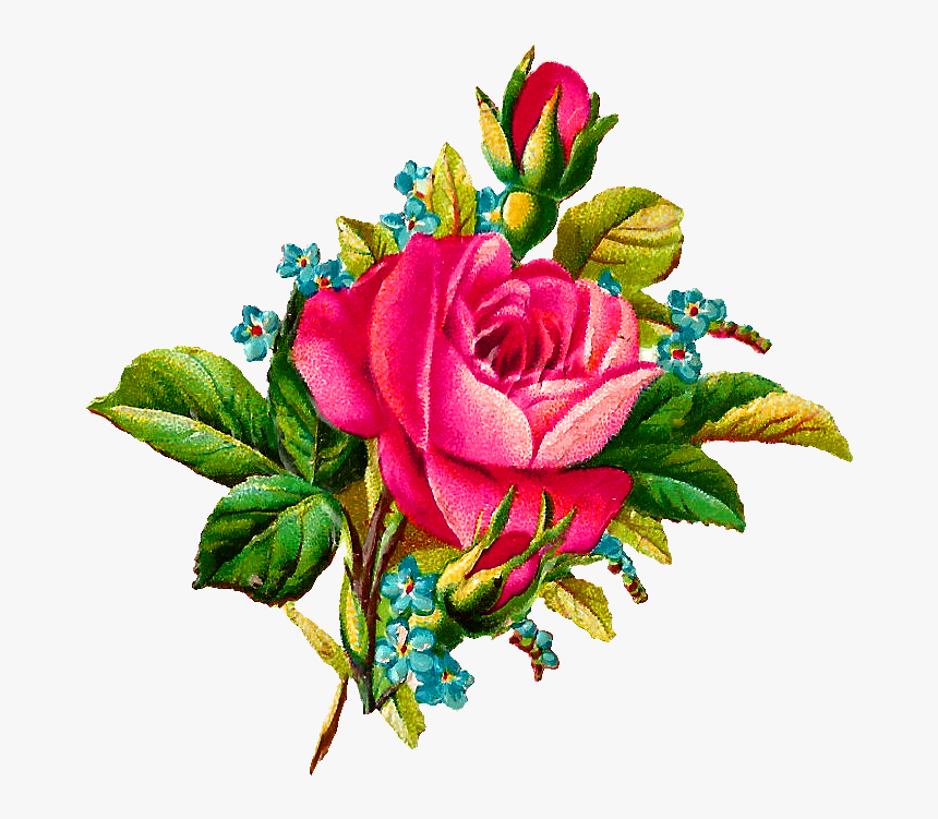 Hd Download Flower Illustration, HD Png Download, Free Download