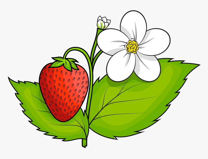 Strawberry Clipart Png, Transparent Png, Free Download