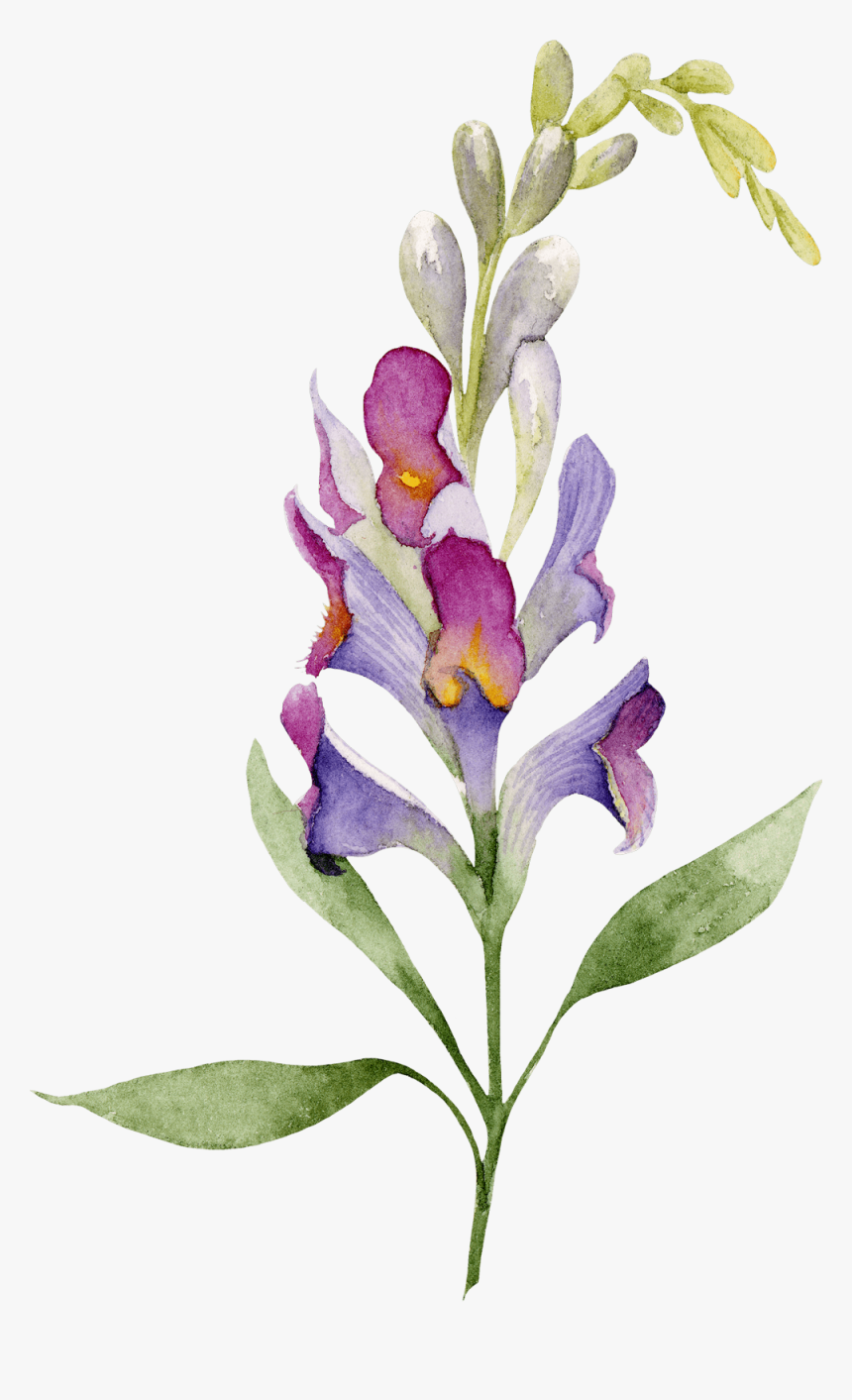 Orchid , Png Download, Transparent Png, Free Download