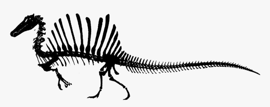#spinosaurus #skeleton #freetoedit, HD Png Download, Free Download