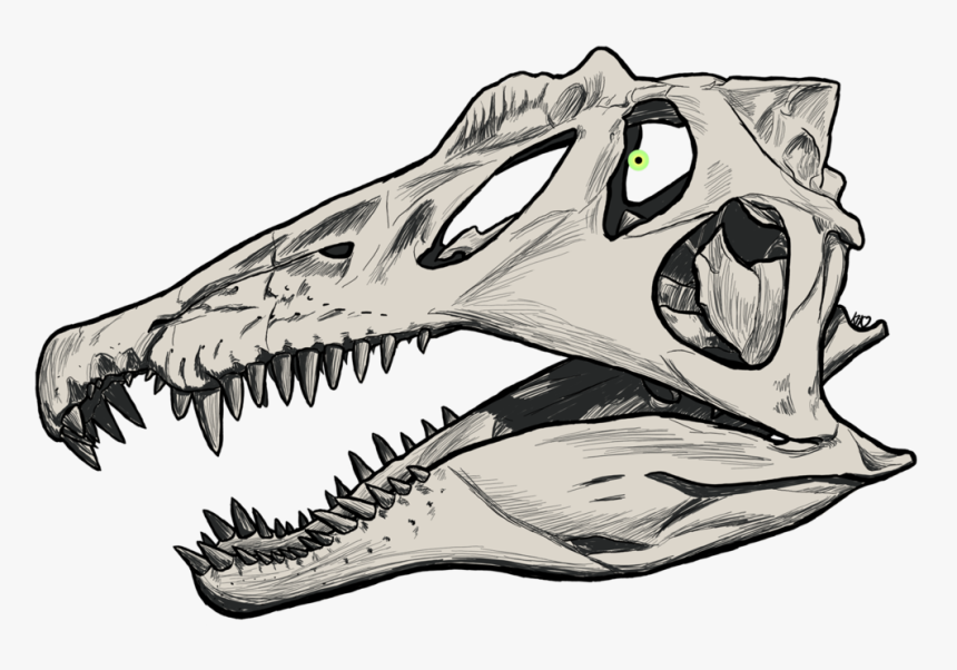 Dinosaur Drawing Skull, HD Png Download, Free Download