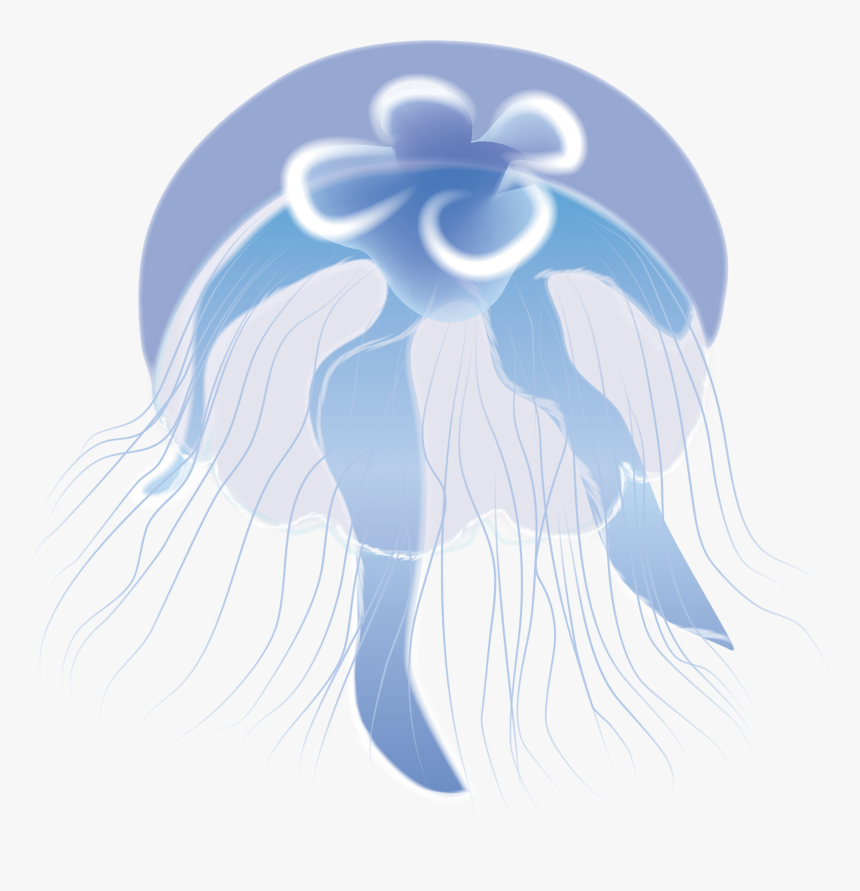 Jelly Fish Png, Transparent Png, Free Download