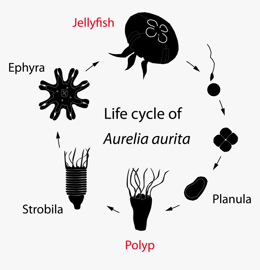 Unraveling Jellyfish Metamorphosis, HD Png Download, Free Download