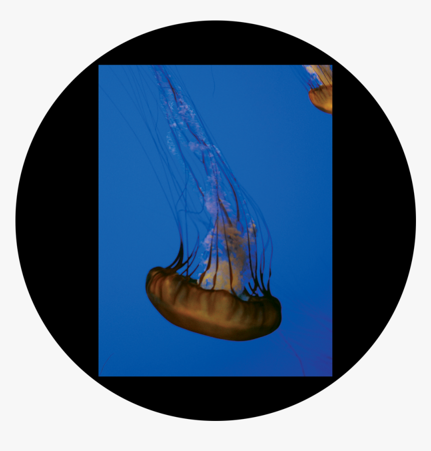 Jelly Fish Png, Transparent Png, Free Download