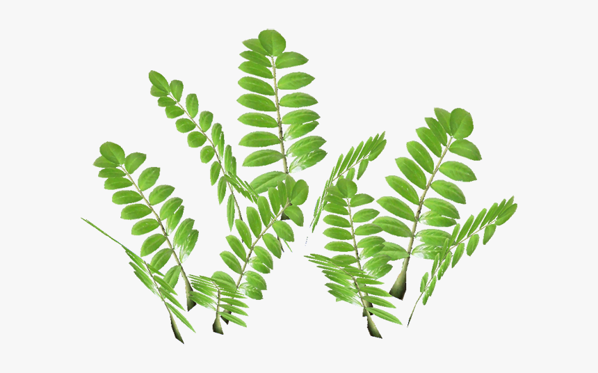 Zamioculcas, HD Png Download, Free Download