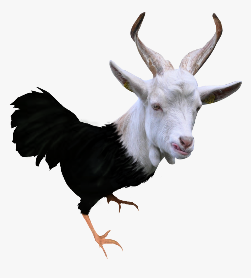 Goat , Png Download, Transparent Png, Free Download