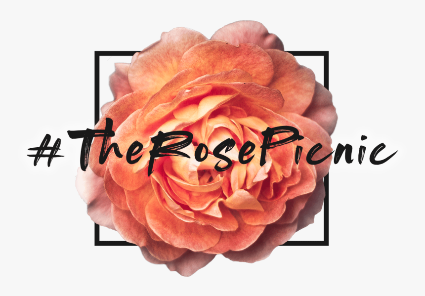 Single Red Rose Png, Transparent Png, Free Download