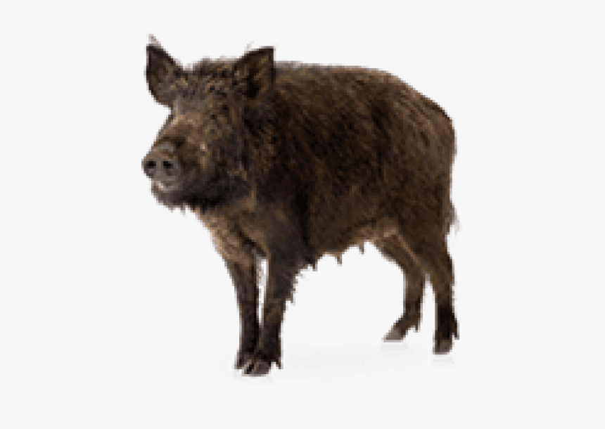 Boar Png, Transparent Png, Free Download