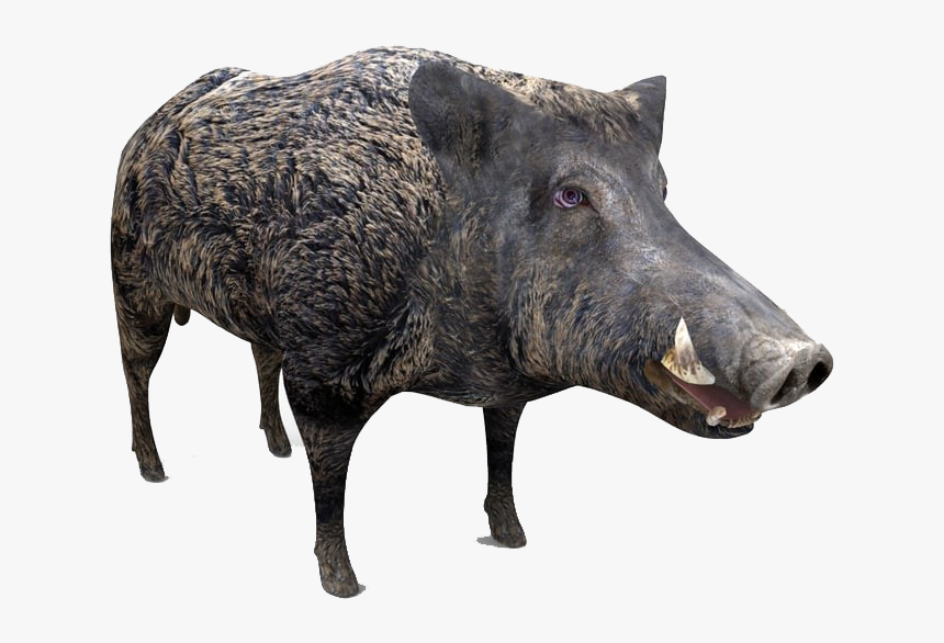 Boar Png Free Image Download, Transparent Png, Free Download