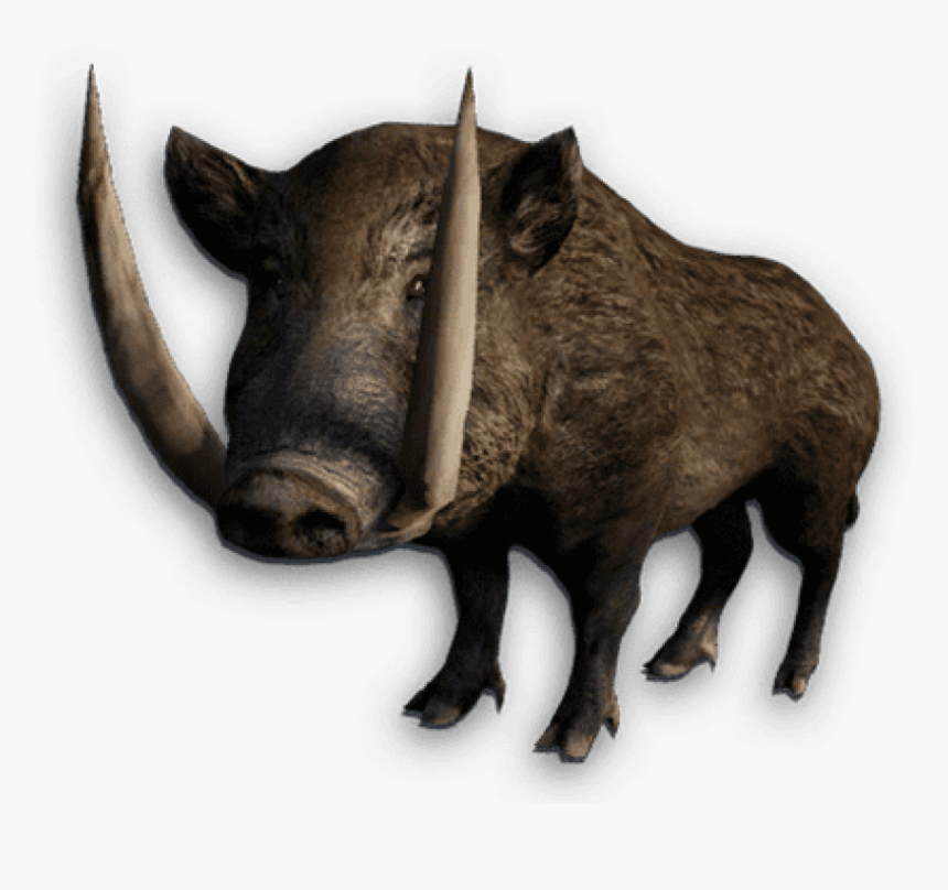 Boar Png, Transparent Png, Free Download