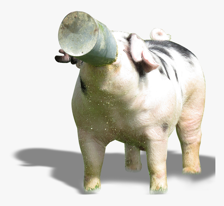 Domestic Pig, HD Png Download, Free Download