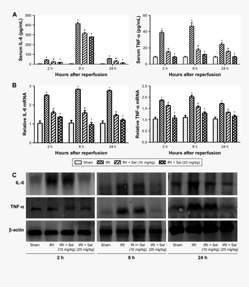 Sal Png, Transparent Png, Free Download